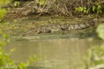/album/fotogaleria/crocodylus-palustris-krokodil-bahenny-6-jpg/